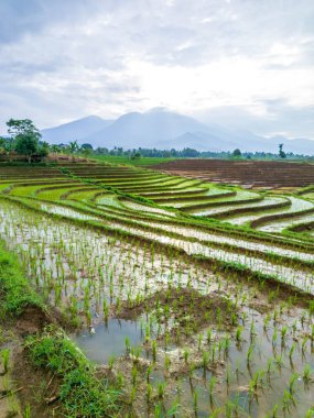 Güzel sabah manzarası Endonezya, Panorama manzara çeltik tarlaları güzellik rengi ve gökyüzü doğal ışık