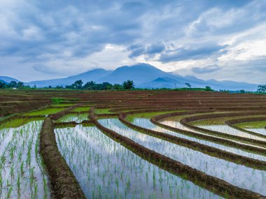 Güzel sabah manzarası Endonezya, Panorama manzara çeltik tarlaları güzellik rengi ve gökyüzü doğal ışık