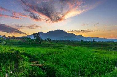 Güzel sabah manzarası Endonezya, Panorama manzara çeltik tarlaları güzellik rengi ve gökyüzü doğal ışık