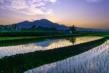 Güzel sabah manzarası Endonezya, Panorama manzara çeltik tarlaları güzellik rengi ve gökyüzü doğal ışık