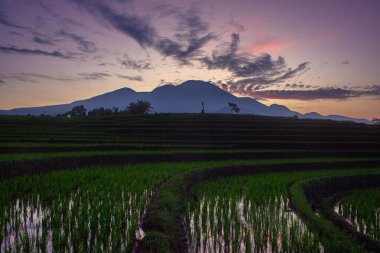 Güzel sabah manzarası Endonezya, Panorama manzara çeltik tarlaları güzellik rengi ve gökyüzü doğal ışık