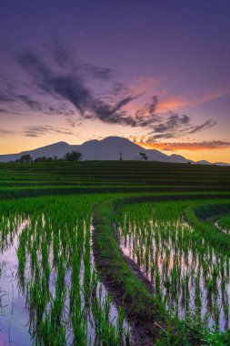 Güzel sabah manzarası Endonezya, Panorama manzara çeltik tarlaları güzellik rengi ve gökyüzü doğal ışık