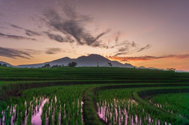 Güzel sabah manzarası Endonezya, Panorama manzara çeltik tarlaları güzellik rengi ve gökyüzü doğal ışık
