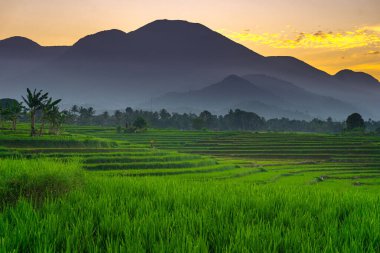 Güzel sabah manzarası Endonezya, Panorama manzara çeltik tarlaları güzellik rengi ve gökyüzü doğal ışık