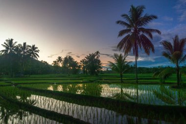 Kuzey Bengkulu 'daki Endonezya güzelliği çeltik tarlaları. Endonezya' nın dağları ve tropikal ormanlarının doğal sabah manzarası.