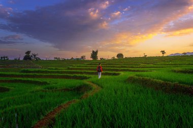 Güzel sabah manzarası Endonezya, Panorama manzara çeltik tarlaları güzellik rengi ve gökyüzü doğal ışık