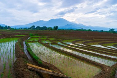 Güzel sabah manzarası Endonezya, Panorama manzara çeltik tarlaları güzellik rengi ve gökyüzü doğal ışık
