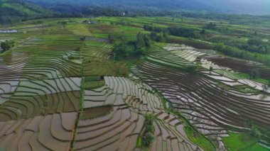 Kuzey Bengkulu, Endonezya 'daki Barisan Dağları' nın altındaki pirinç tarlalarının ve nehrin parlak sabah manzarasının güzelliği.