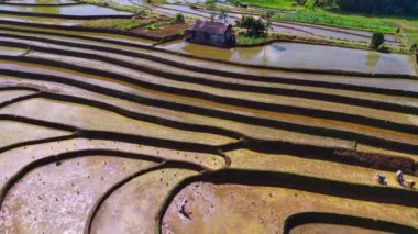 Kuzey Bengkulu, Endonezya 'daki Barisan Dağları' nın altındaki pirinç tarlalarının ve nehrin parlak sabah manzarasının güzelliği.