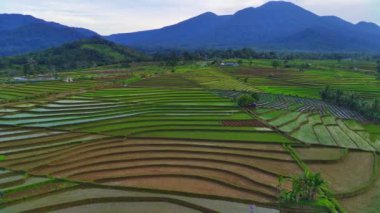 Kuzey Bengkulu, Endonezya 'daki Barisan Dağları' nın altındaki pirinç tarlalarının ve nehrin parlak sabah manzarasının güzelliği.