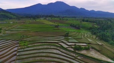 Kuzey Bengkulu, Endonezya 'daki Barisan Dağları' nın altındaki pirinç tarlalarının ve nehrin parlak sabah manzarasının güzelliği.
