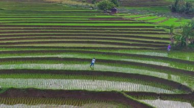 Kuzey Bengkulu, Endonezya 'daki Barisan Dağları' nın altındaki pirinç tarlalarının ve nehrin parlak sabah manzarasının güzelliği.