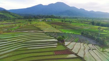 Kuzey Bengkulu, Endonezya 'daki Barisan Dağları' nın altındaki pirinç tarlalarının ve nehrin parlak sabah manzarasının güzelliği.