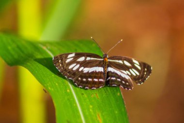 Kuzey Bengkulu 'daki Endonezya güzelliği çeltik tarlaları. Endonezya' nın dağları ve tropikal ormanlarının doğal sabah manzarası.