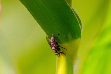 Kuzey Bengkulu 'daki Endonezya güzelliği çeltik tarlaları. Endonezya' nın dağları ve tropikal ormanlarının doğal sabah manzarası.