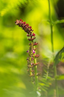 Kuzey Bengkulu 'daki Endonezya güzelliği çeltik tarlaları. Endonezya' nın dağları ve tropikal ormanlarının doğal sabah manzarası.