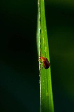 Kuzey Bengkulu 'daki Endonezya güzelliği çeltik tarlaları. Endonezya' nın dağları ve tropikal ormanlarının doğal sabah manzarası.