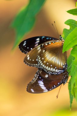 Kuzey Bengkulu 'daki Endonezya güzelliği çeltik tarlaları. Endonezya' nın dağları ve tropikal ormanlarının doğal sabah manzarası.