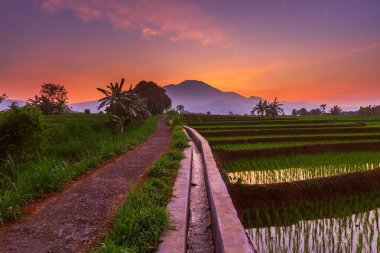 Kuzey Bengkulu 'daki Endonezya güzelliği çeltik tarlaları. Endonezya' nın dağları ve tropikal ormanlarının doğal sabah manzarası.
