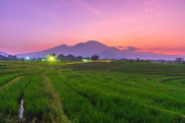 Kuzey Bengkulu 'daki Endonezya güzelliği çeltik tarlaları. Endonezya' nın dağları ve tropikal ormanlarının doğal sabah manzarası.