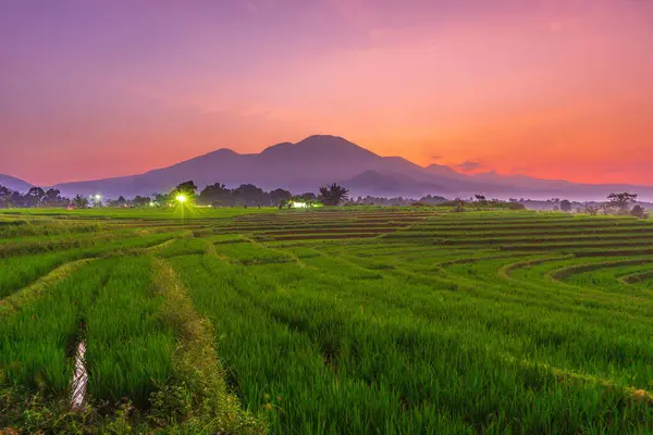 stock image indonesia beauty landscape paddy fields in north bengkulu natural beautiful morning view from Indonesia of mountains and tropical forest