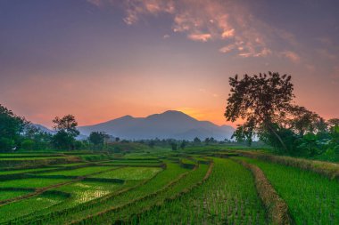 Kuzey Bengkulu 'daki Endonezya güzelliği çeltik tarlaları. Endonezya' nın dağları ve tropikal ormanlarının doğal sabah manzarası.
