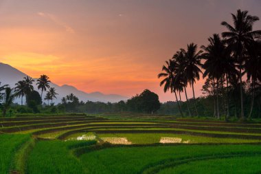 Kuzey Bengkulu 'daki Endonezya güzelliği çeltik tarlaları. Endonezya' nın dağları ve tropikal ormanlarının doğal sabah manzarası.