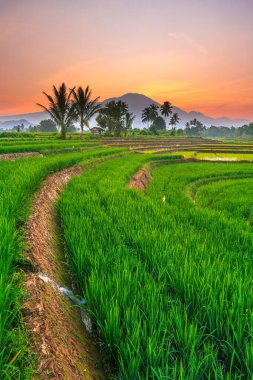 Kuzey Bengkulu 'daki Endonezya güzelliği çeltik tarlaları. Endonezya' nın dağları ve tropikal ormanlarının doğal sabah manzarası.