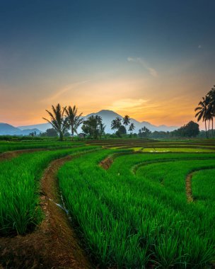 Kuzey Bengkulu 'daki Endonezya güzelliği çeltik tarlaları. Endonezya' nın dağları ve tropikal ormanlarının doğal sabah manzarası.