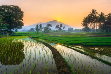 Kuzey Bengkulu 'daki Endonezya güzelliği çeltik tarlaları. Endonezya' nın dağları ve tropikal ormanlarının doğal sabah manzarası.