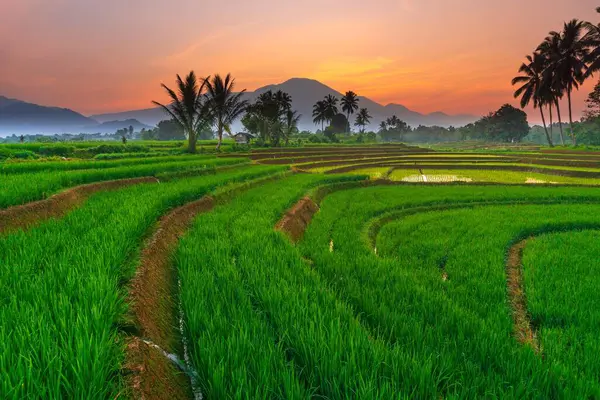 stock image indonesia beauty landscape paddy fields in north bengkulu natural beautiful morning view from Indonesia of mountains and tropical forest