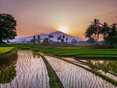 Kuzey Bengkulu 'daki Endonezya güzelliği çeltik tarlaları. Endonezya' nın dağları ve tropikal ormanlarının doğal sabah manzarası.