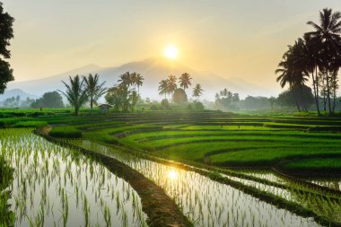 Kuzey Bengkulu 'daki Endonezya güzelliği çeltik tarlaları. Endonezya' nın dağları ve tropikal ormanlarının doğal sabah manzarası.