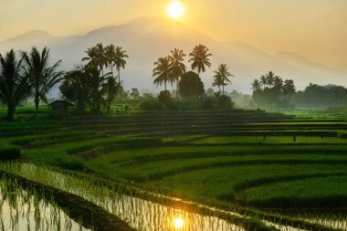 Kuzey Bengkulu 'daki Endonezya güzelliği çeltik tarlaları. Endonezya' nın dağları ve tropikal ormanlarının doğal sabah manzarası.