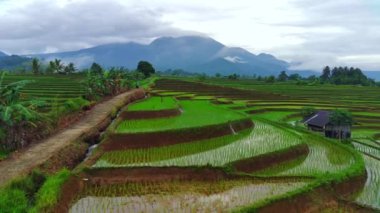 Kuzey Bengkulu, Endonezya 'daki Barisan Dağları' nın altındaki pirinç tarlalarının ve nehrin parlak sabah manzarasının güzelliği.