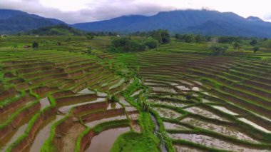 Kuzey Bengkulu, Endonezya 'daki Barisan Dağları' nın altındaki pirinç tarlalarının ve nehrin parlak sabah manzarasının güzelliği.