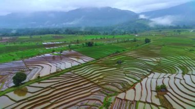 Kuzey Bengkulu, Endonezya 'daki Barisan Dağları' nın altındaki pirinç tarlalarının ve nehrin parlak sabah manzarasının güzelliği.