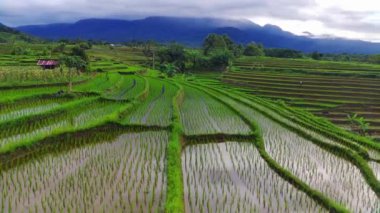 Kuzey Bengkulu, Endonezya 'daki Barisan Dağları' nın altındaki pirinç tarlalarının ve nehrin parlak sabah manzarasının güzelliği.