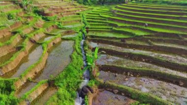 Kuzey Bengkulu, Endonezya 'daki Barisan Dağları' nın altındaki pirinç tarlalarının ve nehrin parlak sabah manzarasının güzelliği.