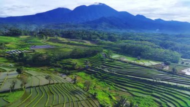 Kuzey Bengkulu, Endonezya 'daki Barisan Dağları' nın altındaki pirinç tarlalarının ve nehrin parlak sabah manzarasının güzelliği.