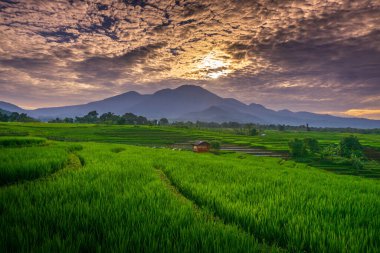 Kuzey Bengkulu 'daki Endonezya güzelliği çeltik tarlaları. Endonezya' nın dağları ve tropikal ormanlarının doğal sabah manzarası.