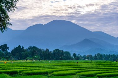 Kuzey Bengkulu 'daki Endonezya güzelliği çeltik tarlaları. Endonezya' nın dağları ve tropikal ormanlarının doğal sabah manzarası.