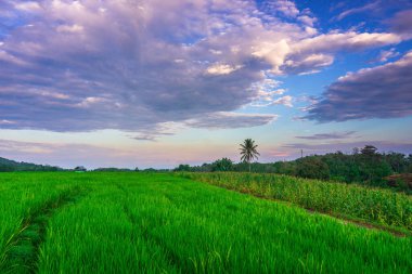 Kuzey Bengkulu 'daki Endonezya güzelliği çeltik tarlaları. Endonezya' nın dağları ve tropikal ormanlarının doğal sabah manzarası.