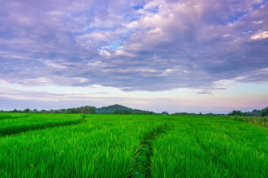 Kuzey Bengkulu 'daki Endonezya güzelliği çeltik tarlaları. Endonezya' nın dağları ve tropikal ormanlarının doğal sabah manzarası.