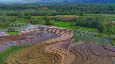 Kuzey Bengkulu, Endonezya 'daki Barisan Dağları' nın altındaki pirinç tarlalarının ve nehrin parlak sabah manzarasının güzelliği.