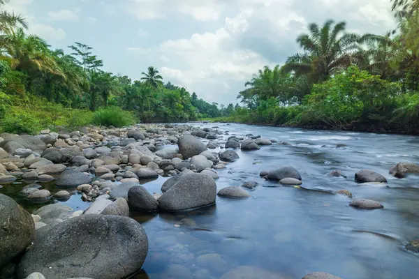 Kuzey Bengkulu 'daki Endonezya güzelliği çeltik tarlaları. Endonezya' nın dağları ve tropikal ormanlarının doğal sabah manzarası.