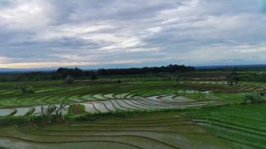 Kuzey Bengkulu, Endonezya 'daki Barisan Dağları' nın altındaki pirinç tarlalarının ve nehrin parlak sabah manzarasının güzelliği.