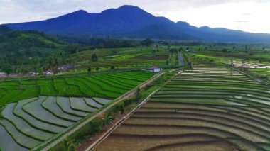 beautiful morning view indonesia panorama landscape paddy fields with beauty color and sky natural light