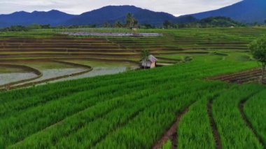 beautiful morning view indonesia panorama landscape paddy fields with beauty color and sky natural light