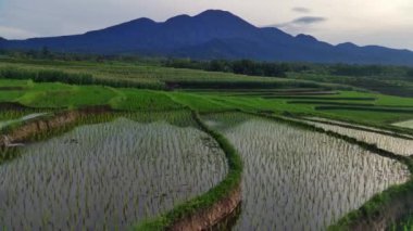 Endonezya 'nın güzel sabah manzarası. Güzellik rengi ve gökyüzü doğal ışıklarıyla Panorama manzara çeltik tarlaları